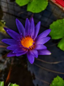 Close-up of a purple water lily with bright orange-yellow stamens, floating on dark water among green lily pads.
