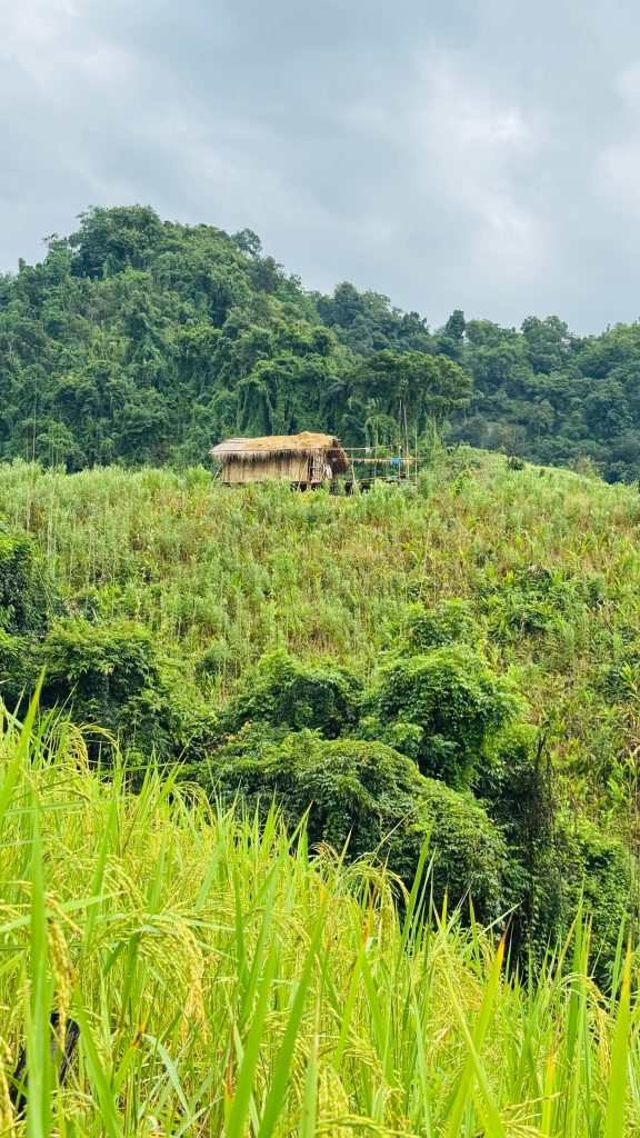 Bandarban Jum Cottage stands on a green hill surrounded by tall grass and trees.