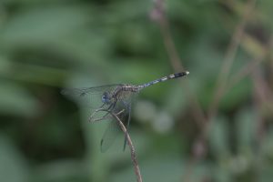 A close-up of a dragonfly perched on a thin twig, with its delicate wings partially open. The dragonfly features a blue and black striped body and large, translucent wings that reflect light. The background is a blurred green, indicating a natural outdoor setting.