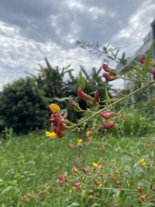 A close-up view of flowering plants with clusters of reddish-purple and yellow blooms in a lush green field. 