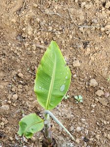 A young banana plant with fresh green leaves and water droplets, growing in moist red soil. Photo taken at Ayamkulam, Mavoor, Kozhikode.