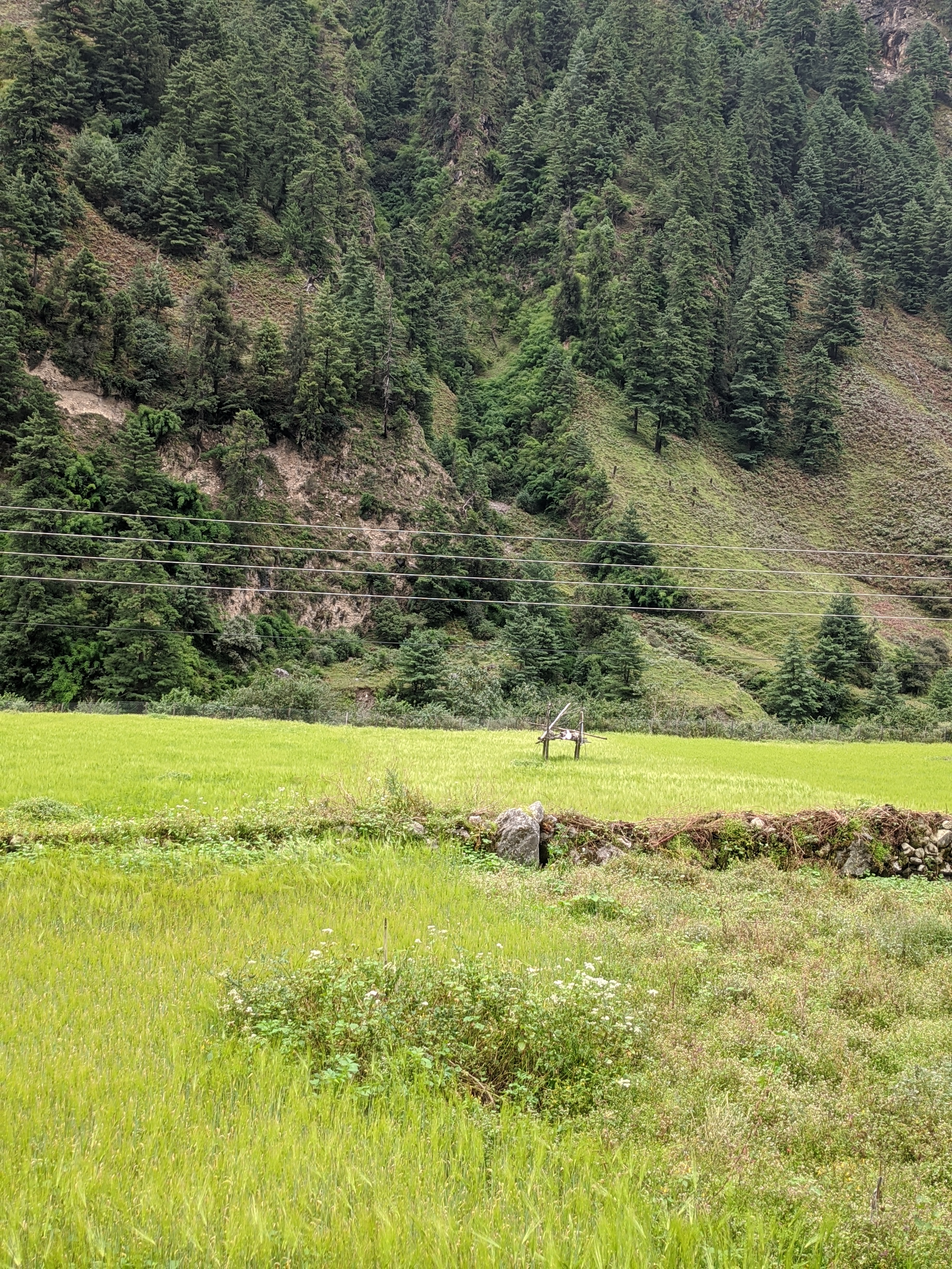 A scenic landscape featuring lush green rice fields in the foreground, bordered by a rocky fence.