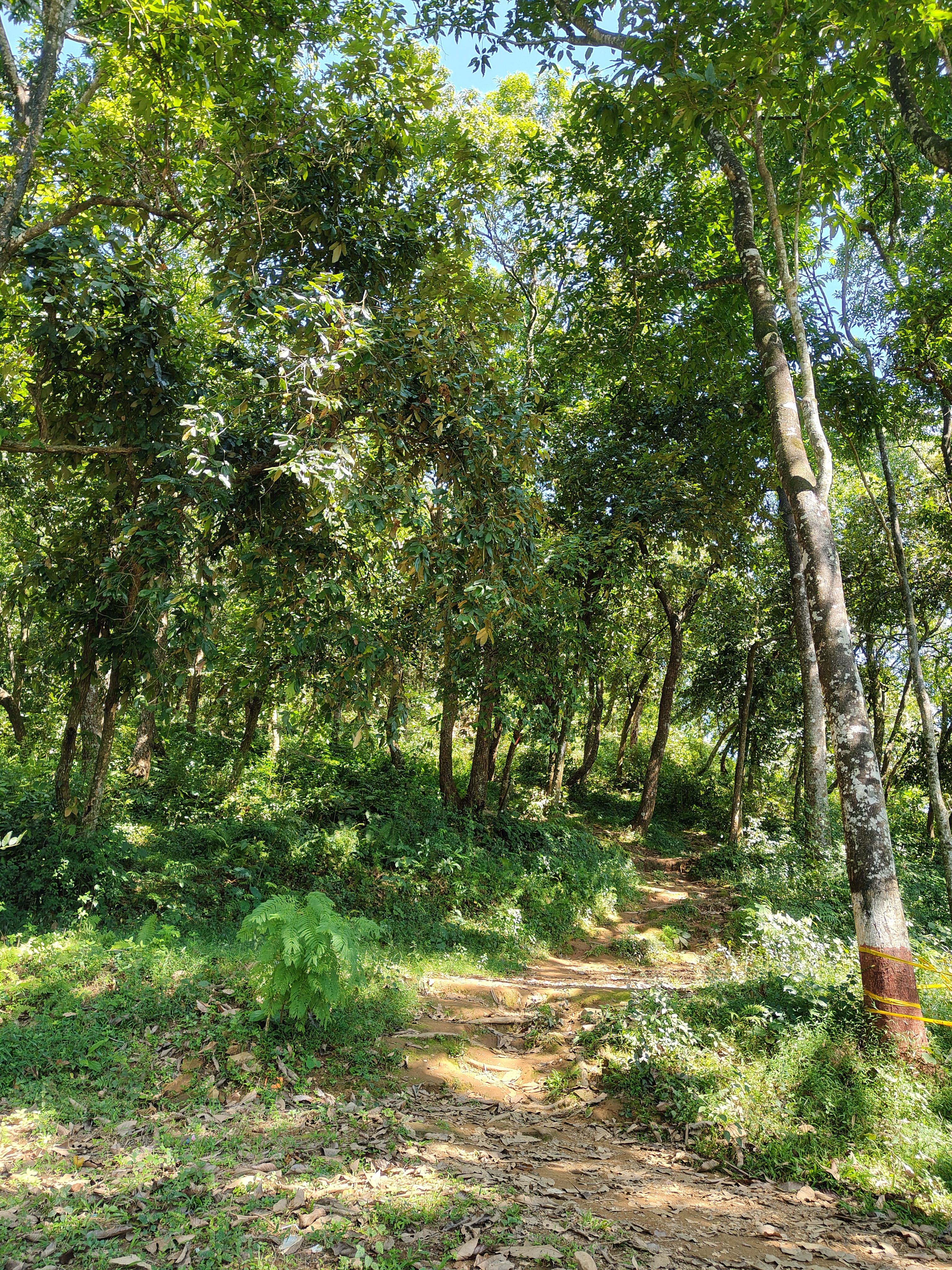 A green forest path winds among tall trees, with sunlight filtering onto leaves and grass below.