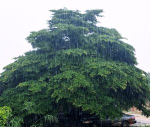 A large green canopy tree during a heavy rain shower depicting two powerful forces of nature, the rain and the majestic tree. 