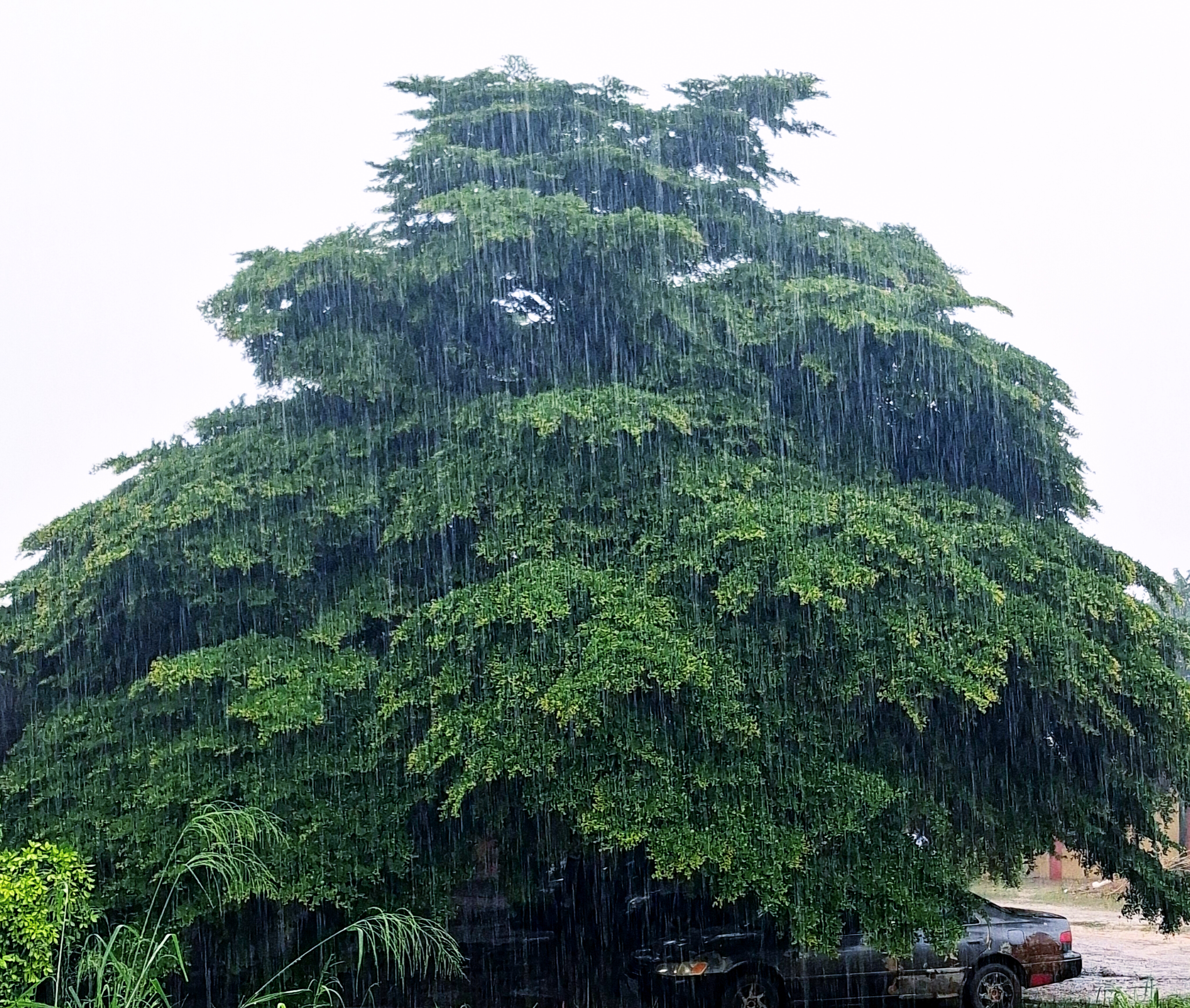 A large green canopy tree during a heavy rain shower depicting two powerful forces of nature, the rain and the majestic tree.