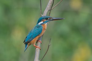A Common Kingfisher perches on a slender branch, its bright blue plumage accented with orange and white.