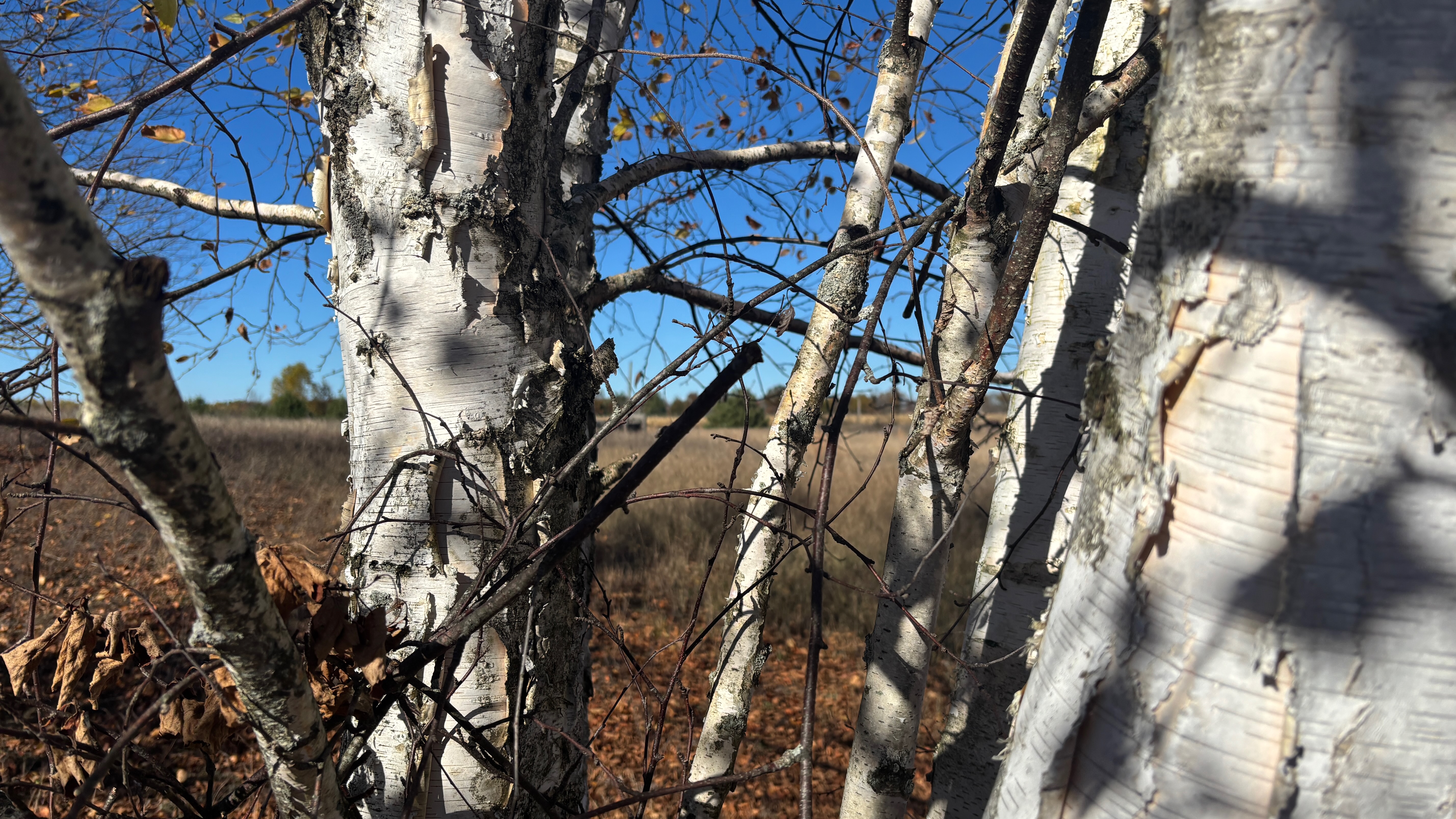 A closeup of birch tree trunks and branches. In the background is a field, blurred.