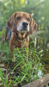 Photo of Obi, a Beagle mix dog, in the Sarria River, in Lugo, Galicia. Spain.