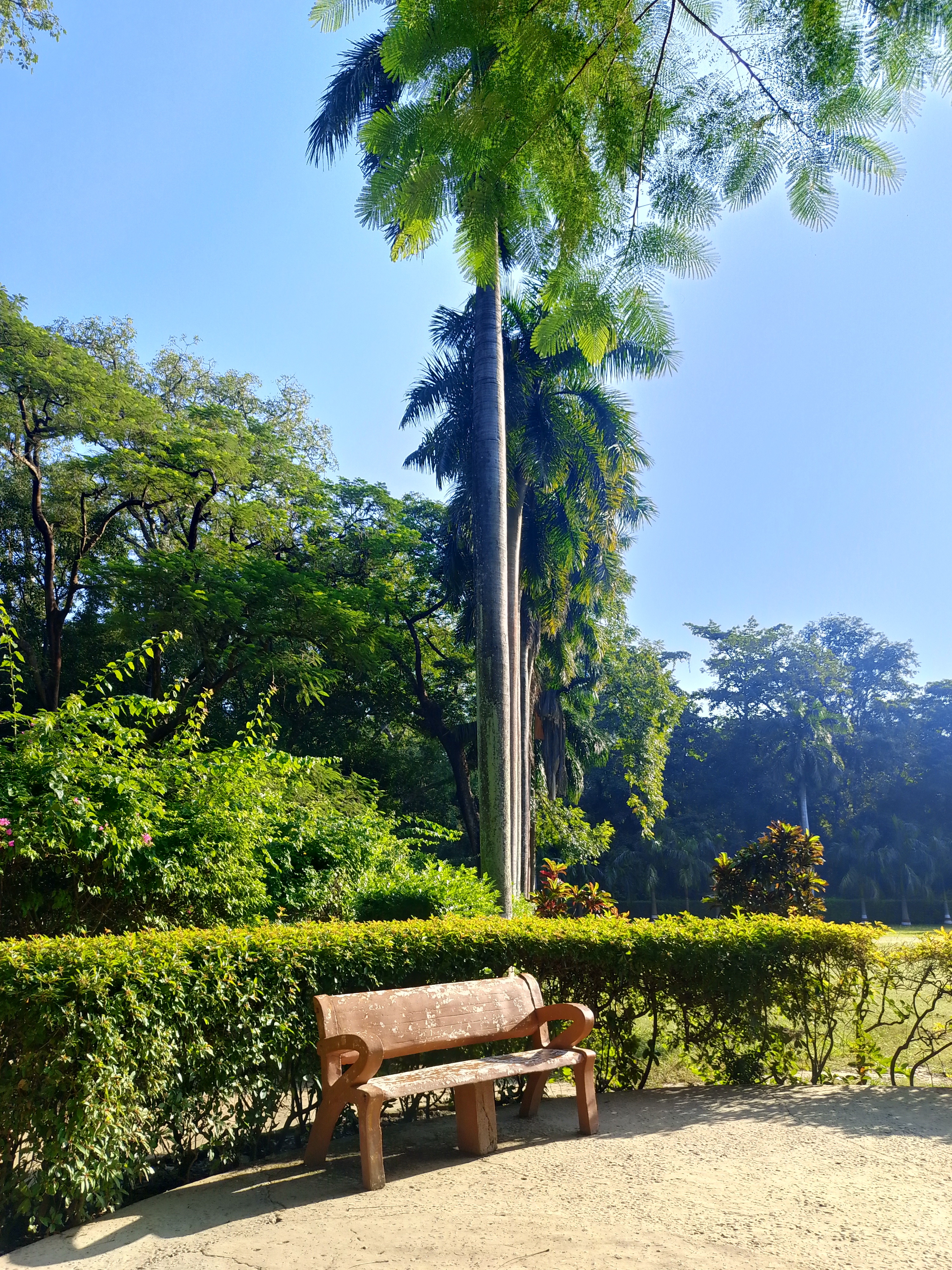 A wooden bench is positioned next to a neatly trimmed hedge in a park setting.