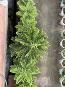 A garden plant as seen from the top.