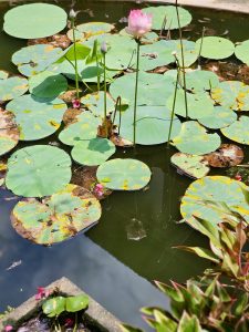 A beautiful pink lotus in bloom among green leaves in a garden pond with its reflections. Taken at Hill Palace, Thrippunithura. 