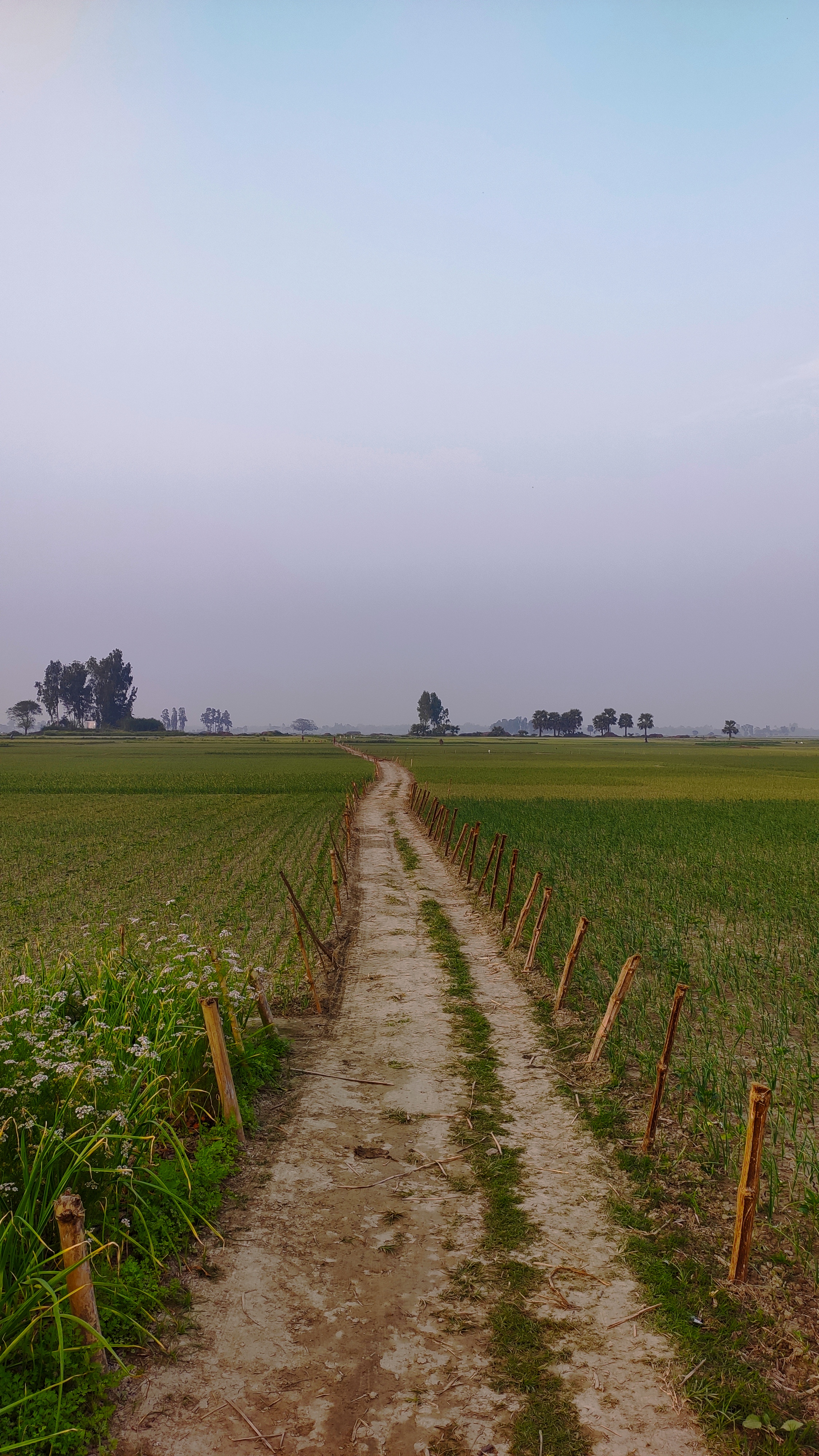 This is a beautiful natural scene of a muddy road in a village. Both sides of the road have green fields with plants growing, and a few trees are in the distance. The view is of a cloudy sky.