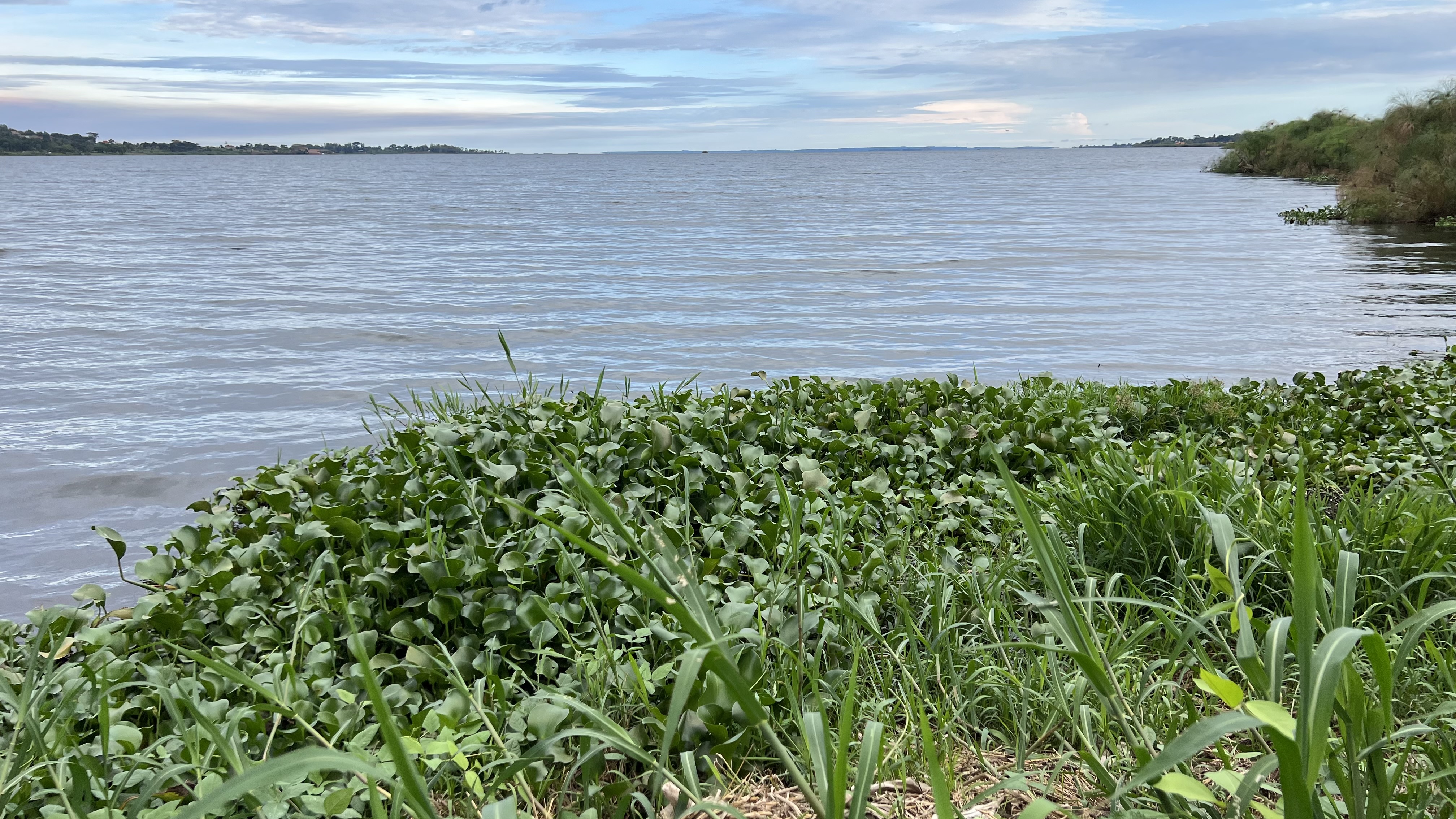 A serene view of a body of water with gentle waves, bordered by lush green vegetation and patches of water plants.