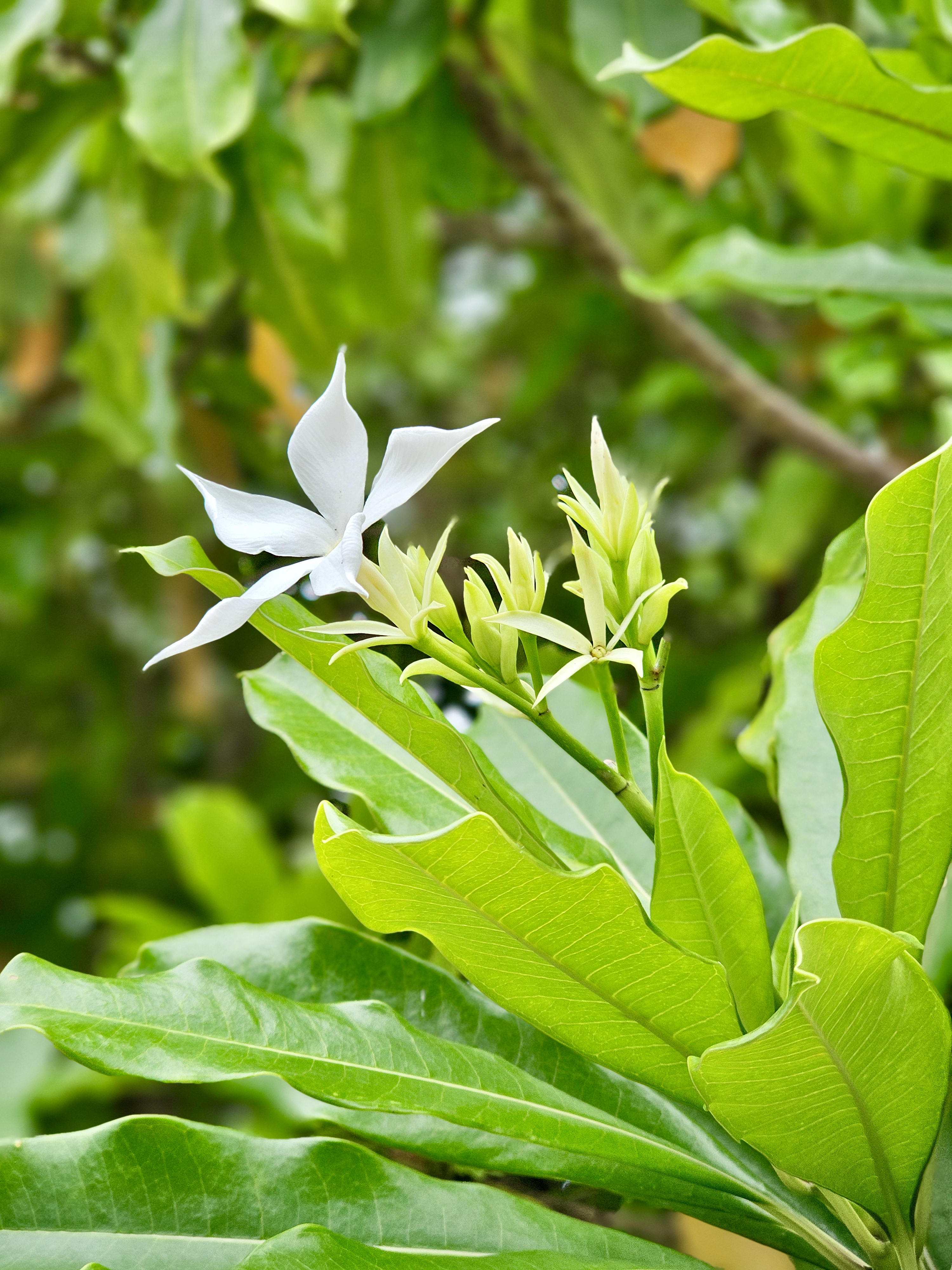A striking white flower of sea mango or pong pong tree (Cerbera odollam) in full bloom among unopened buds and bright green leaves. Captured near Fort Kochi Beach, Kerala.