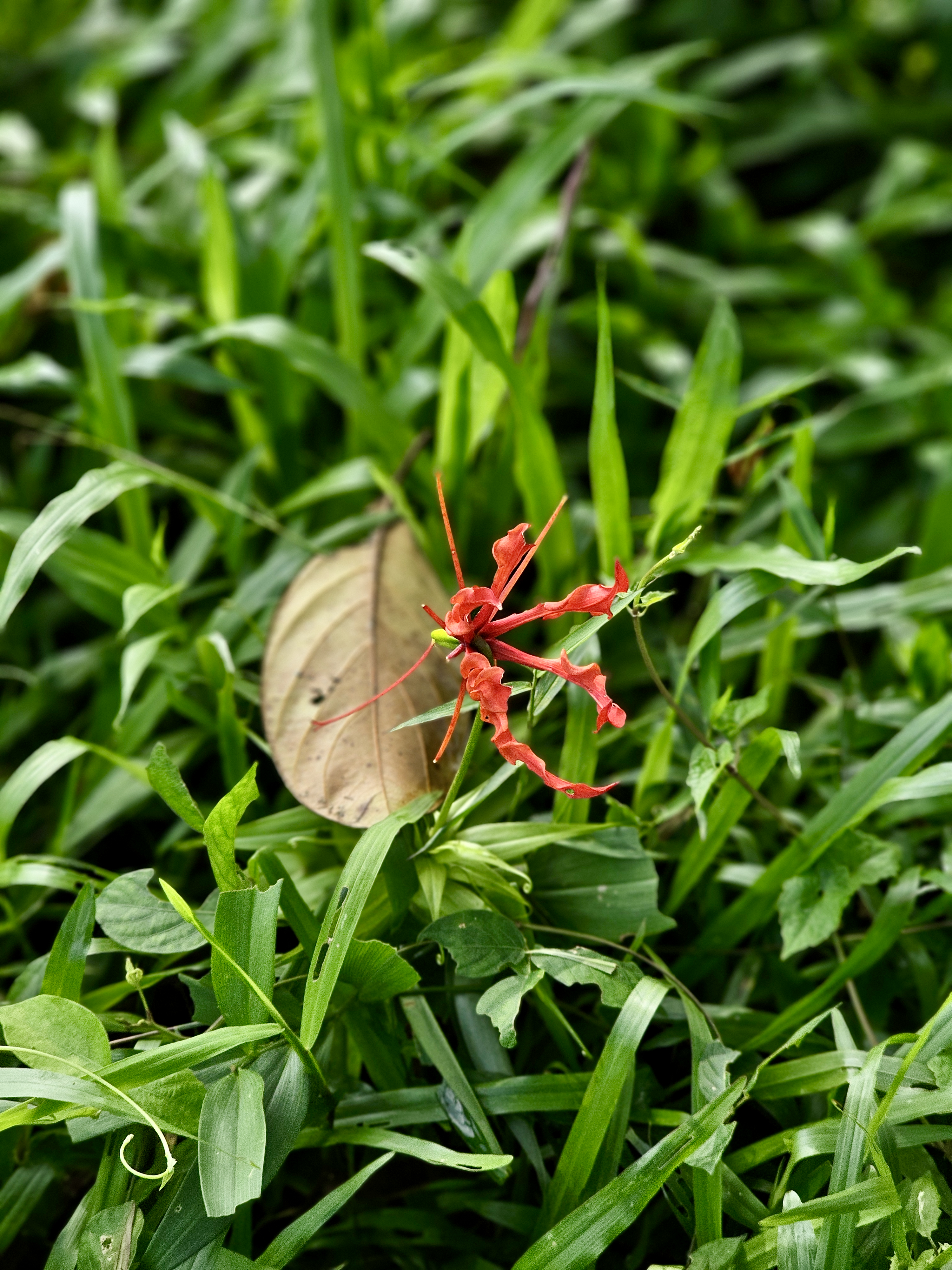 A single red wildflower lies over bright green grass and a dry leaf.