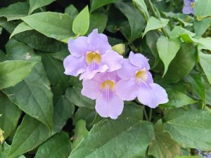 A cluster of three delicate purple flowers with a yellow throat is nestled among vibrant green leaves. 
