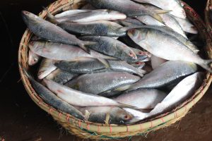 A woven basket filled with fresh Hilsa fish stacked closely together in Chandpur, Bangladesh, symbolizing abundance and local livelihood.
