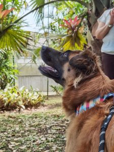 A close-up profile of a brown dog with a thick, fluffy coat, looking up with an attentive expression