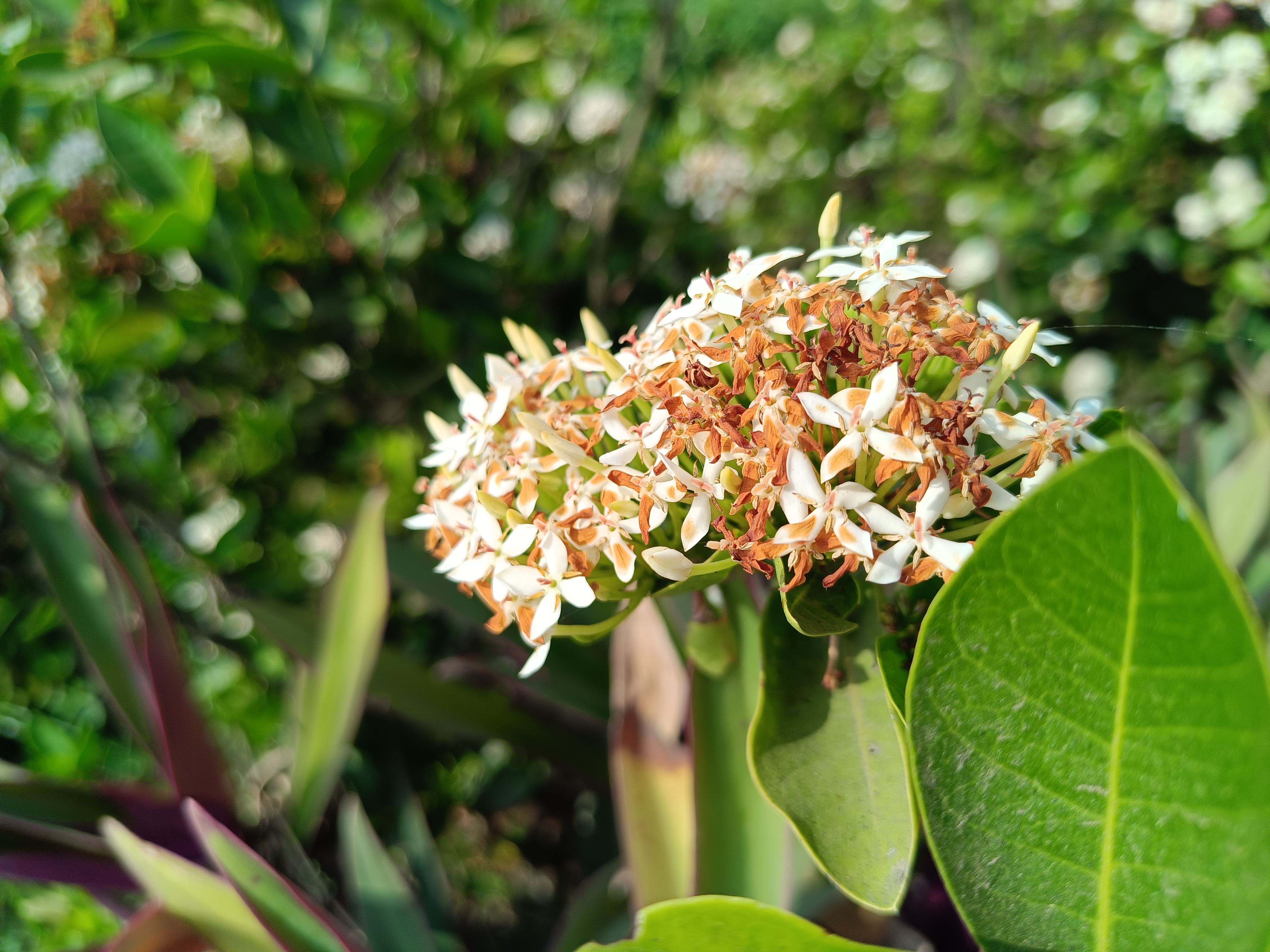 Close-up of small white and orange flowers surrounded by glossy green leaves against a soft, blurred background.