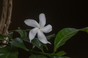 White small flower
