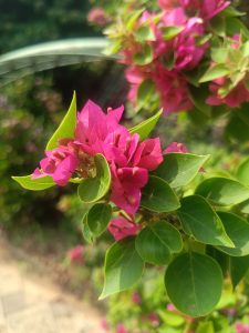 A close-up of vibrant pink bougainvillea flowers surrounded by lush green leaves. The flowers are prominently displayed, showcasing their layered petals, with a blurred background of additional foliage. The sunlight enhances the colors, giving the scene a lively and bright atmosphere.
