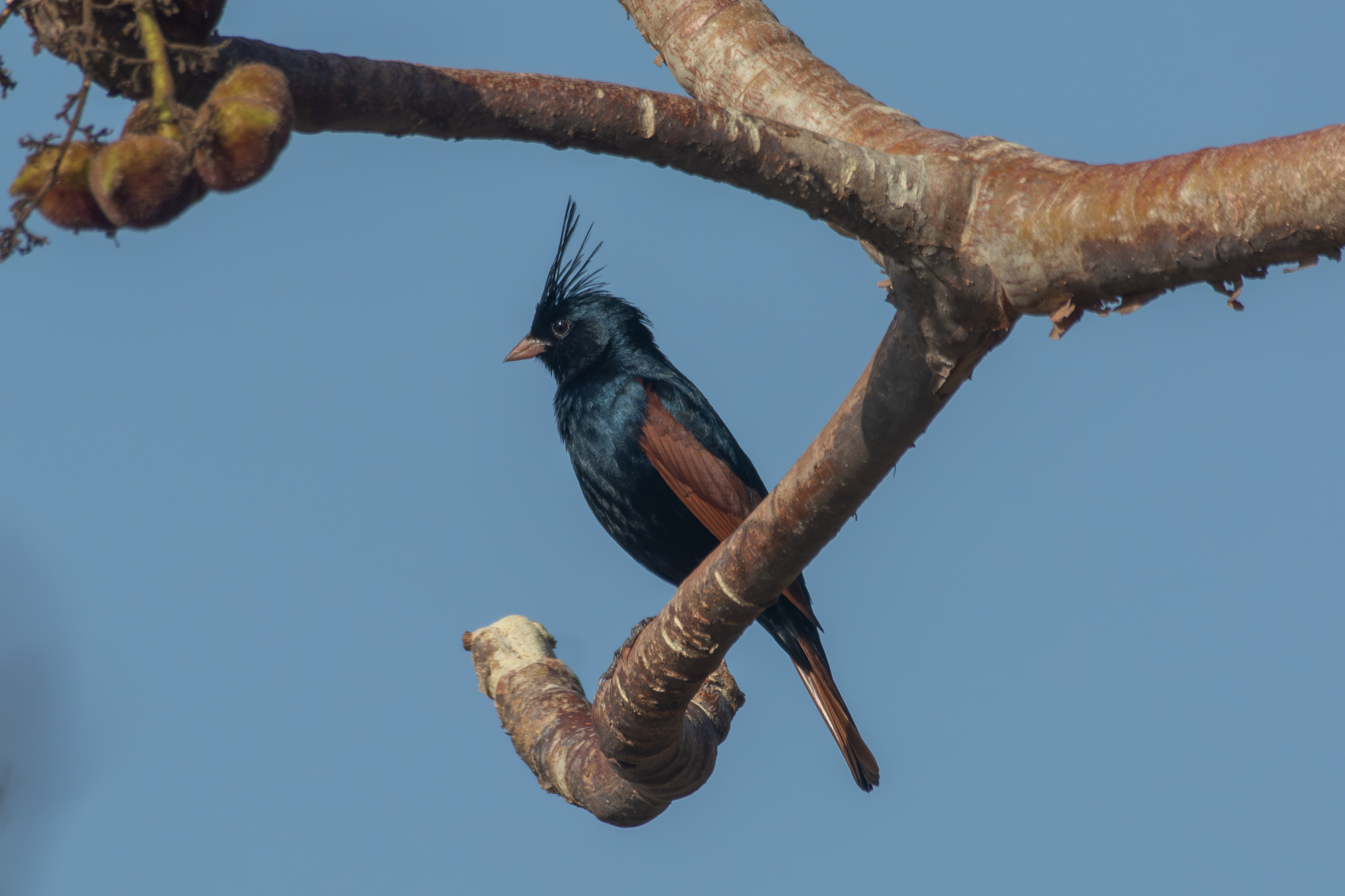 A Crested Bunting perched on a branch against a clear blue sky.