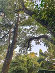 

Tall green trees reach the sky, with sunlight filtering through and a streetlamp on the left.