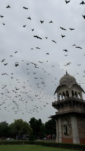 A flock of birds flying across a cloudy sky above the Albert Hall Museum in Jaipur, Rajasthan, with the historic dome and detailed architecture, few trees visible in the foreground.
