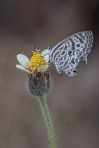 Small butterfly perching on a small yellow flower.
