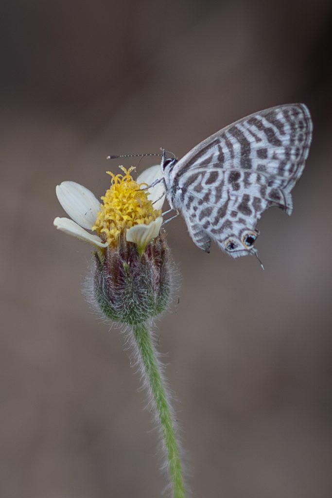 Small butterfly perching on a small yellow flower.