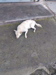 A small, light-colored dog rests on a textured, uneven concrete surface with a faint doorway in the background.