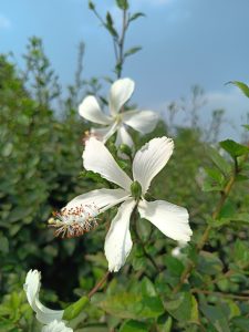 White hibiscus flowers bloom on green branches with orange-tipped stamens, set against lush foliage and a soft blue sky.
