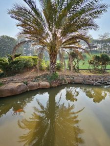 A tranquil scene in the Okayama Friendship Garden, Pune, showing a palm tree reflecting in a pond with a koi fish swimming nearby. The morning sun shines through the leaves, creating a peaceful atmosphere.