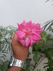An image of a human hand holding a pink rose with the background of a white cemented wall and green leaves.