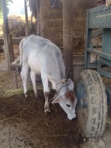 An image of a young calf in a farm-like environment. It is tied with a rope around its neck and appears to be grazing or sniffing near the wheel of a cart or a vehicle. The surroundings are rustic, with dirt and hay on the ground.