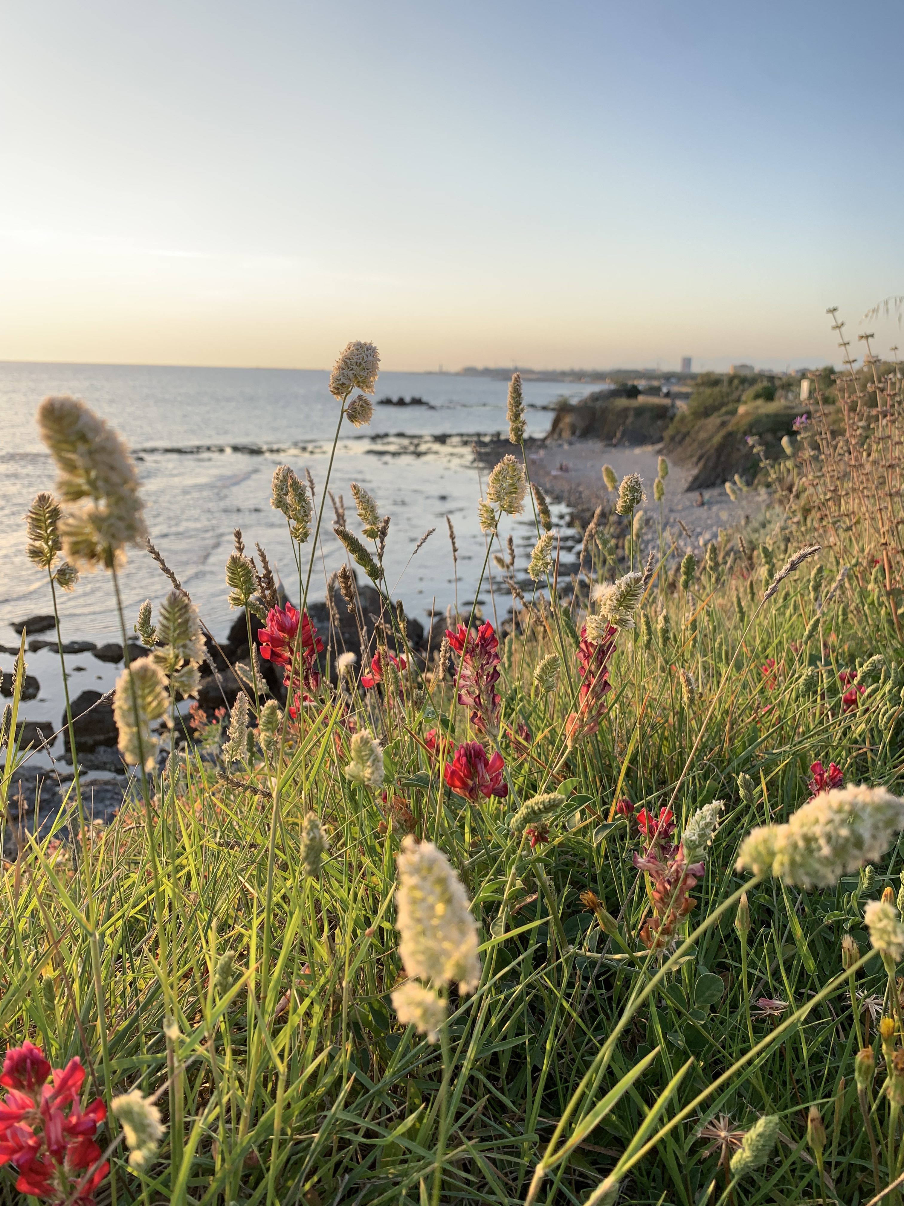 Flowers growing on the rocks along the coastline, with the sea in the background.