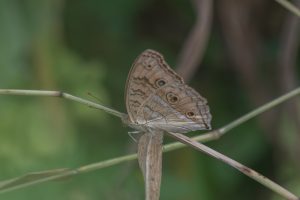 Peacock Pansy Butterfly
