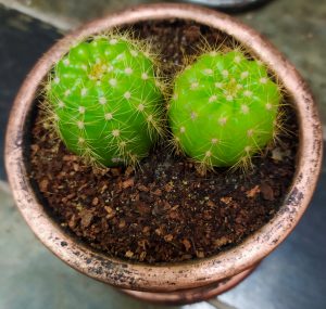 A close-up of two round green cacti with small white spines, nestled in dark soil inside a copper-colored pot