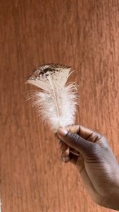 A hand holds a feather with a white fluffy base and a dark patterned tip, set against a textured brown background.