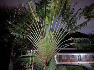 A picture represents nighttime, with a palm-like tree in focus. In the background is a house with some lights.