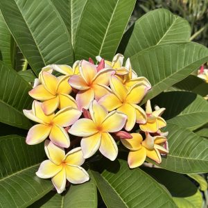 Yellow flowers surrounded by green leaves on a sunny day.