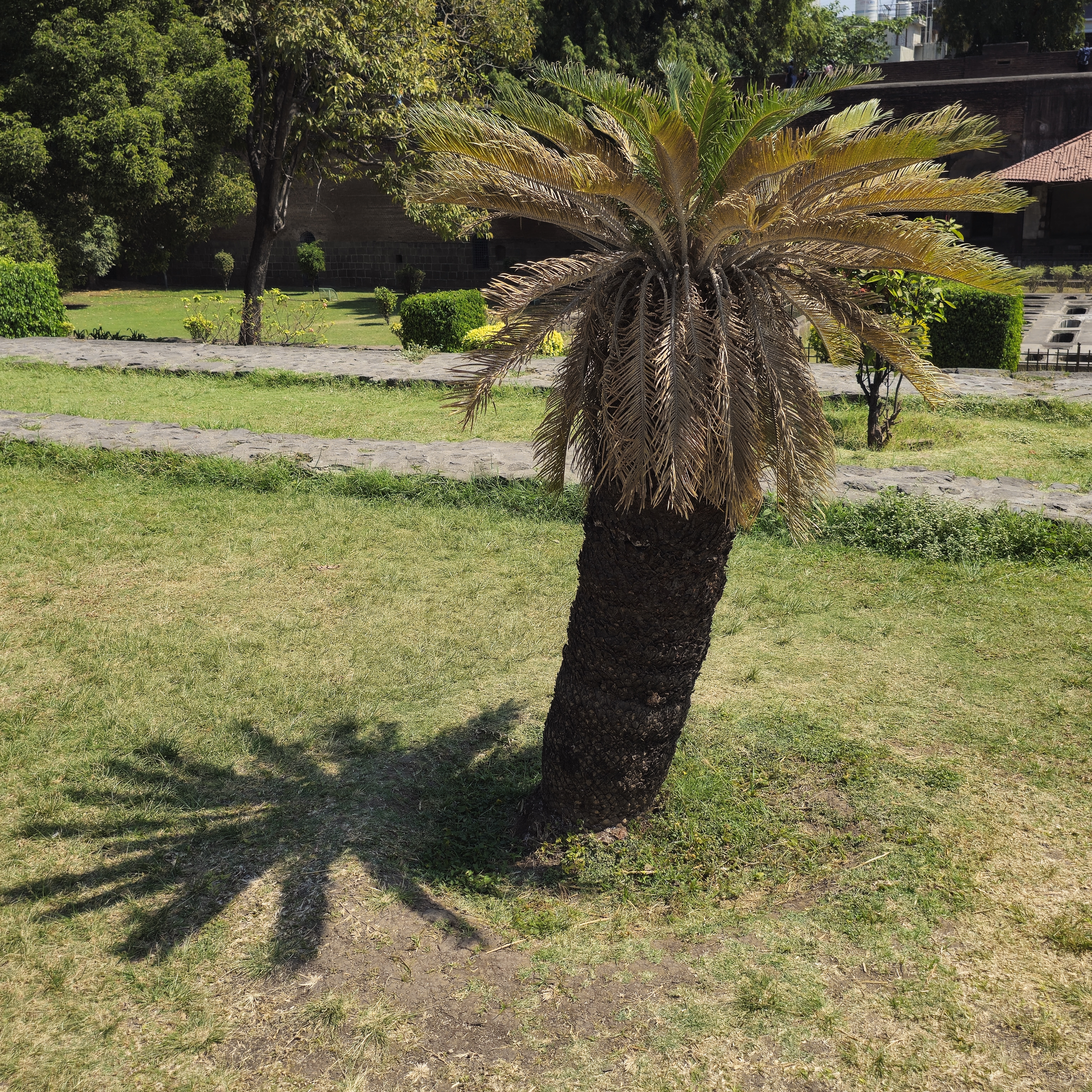 A small palm tree casting a dramatic shadow on green grass in the garden area of Shaniwar Wada, Pune, Maharashtra. 