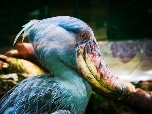 A close-up of a shoebill stork with blue-gray feathers and a broad, marked beak, perched among rocks and foliage.
