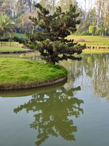 A lone pine tree casting a clear reflection over still water in a peaceful island setting. Captured at Okayama Friendship Garden, Pune. 