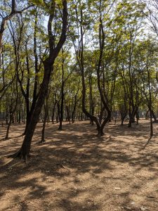A sunlit forest with tall, thin trees casting long shadows on dry, brown soil. The trees have light green leaves, and sunlight filters through the branches, creating a dappled pattern on the ground. The scene feels calm and natural, suggesting a quiet wooded park or grove.