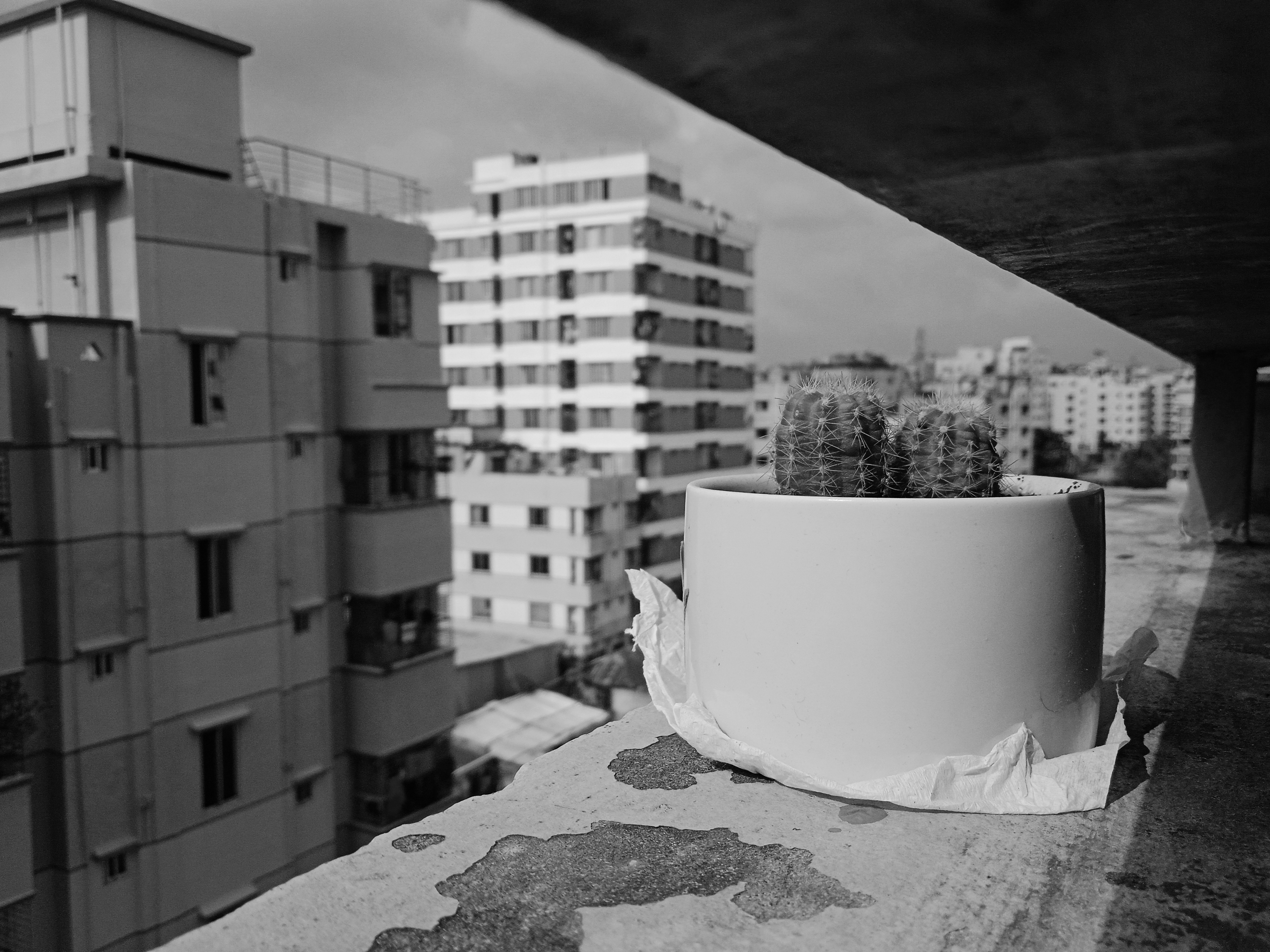 A black-and-white image showing a small cactus in a white pot on a concrete ledge with crumpled tissues nearby, set against tall apartment buildings under a cloudy sky.