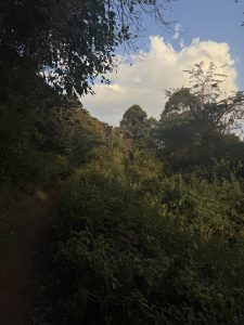 A view of a dense,sunlit thicket of trees and scrub,with the light catching the upper leaves,creating a bright green contrast against the shadowy foreground.A narrow,reddish-brown dirt path runs along the left side.Above,the sky is a mixture of deep blue and large,fluffy white and golden clouds.