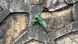 A small green plant growing through the cracks of a stone wall.