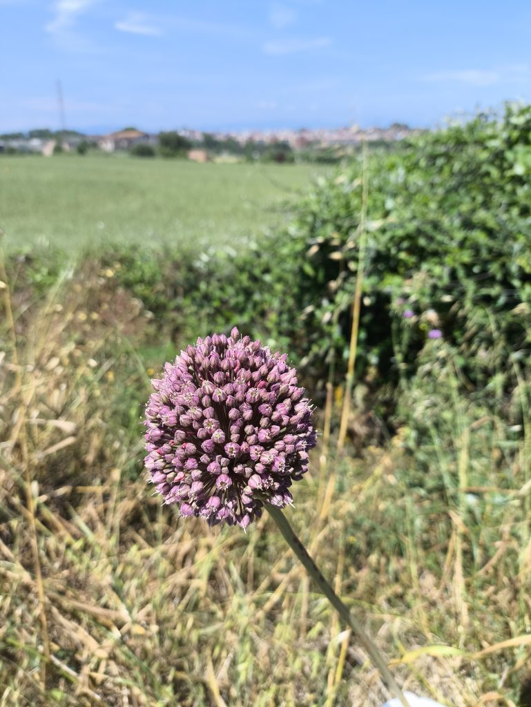 A close-up of a purple flower with green leaves and open fields under a clear blue sky in Catalonia, Spain.