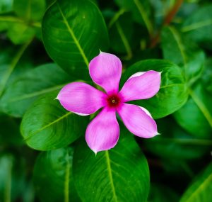 Nature’s simplicity in bloom — a touch of pink perfection.